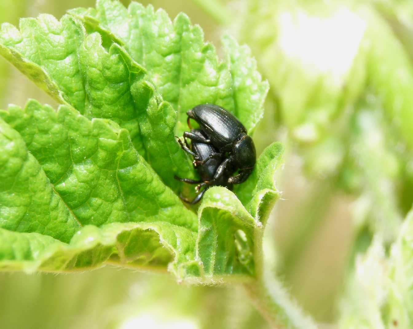Curculionidi sulla malva: Malvaevora timida